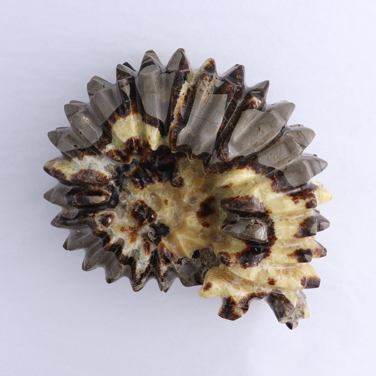Septarian Shell
