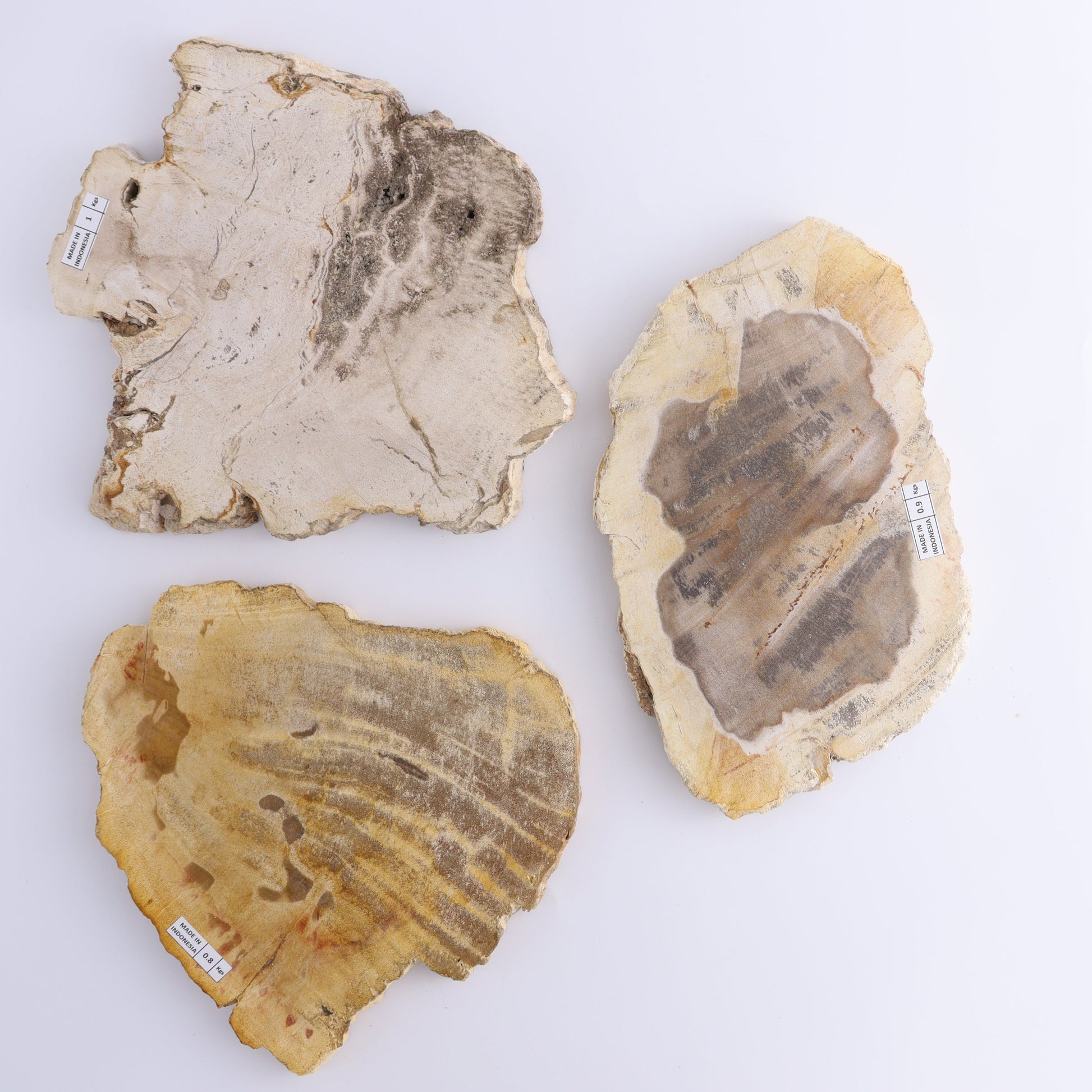 Petrified Wood Slices & Slabs Set of 3 - Expert Wholesale and Supplier of Wholesale Crystals & Bulk Gemstones, ["Freeforms","Indonesia","Petrified Wood","Slices and Slabs"]