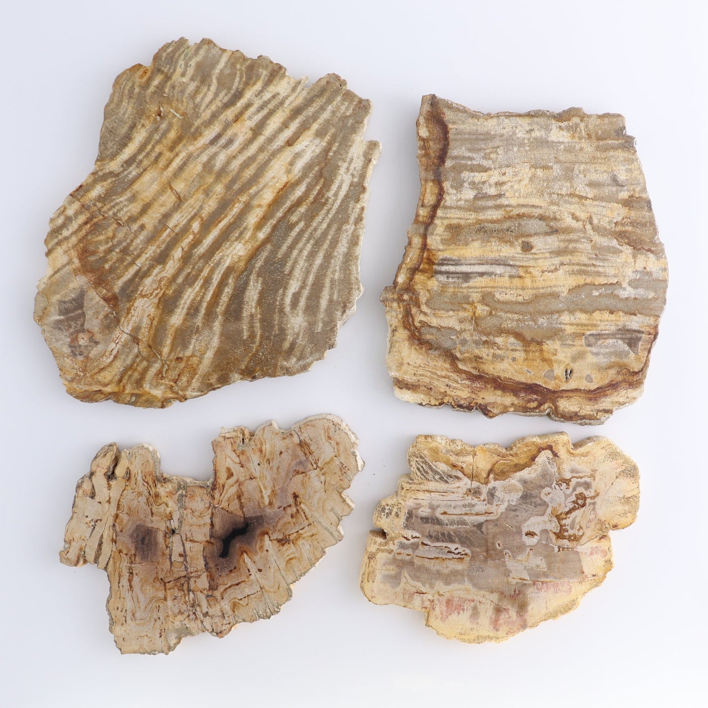 Petrified Wood Slices & Slabs Set of 4