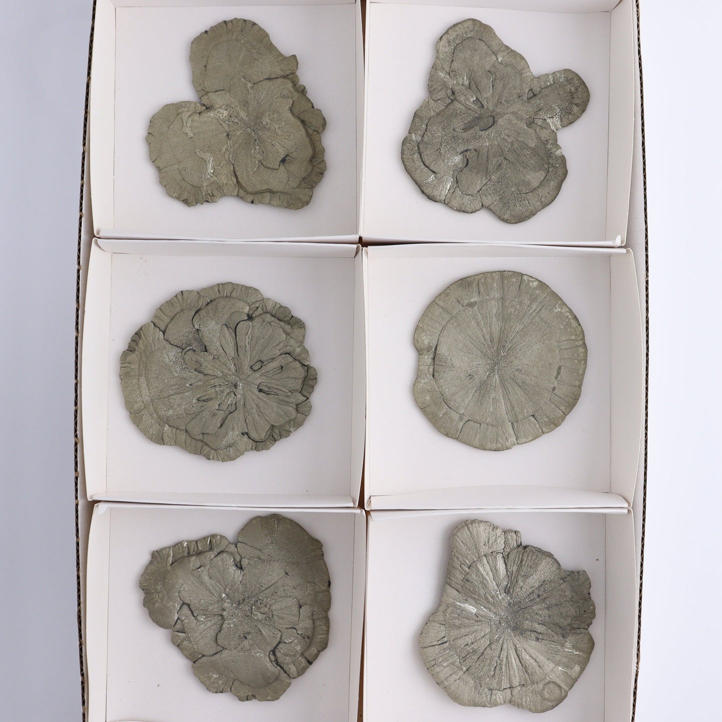 Pyrite Suns Flat of 6 - Expert Wholesale and Supplier of Wholesale Crystals & Bulk Gemstones, ["Pyrite","Suns","United States"]