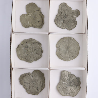Pyrite Suns Flat of 6 - Expert Wholesale and Supplier of Wholesale Crystals & Bulk Gemstones, ["Pyrite","Suns","United States"]