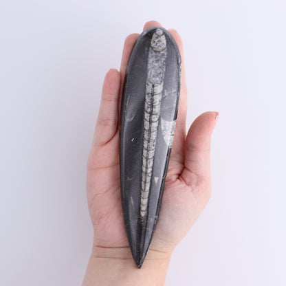 Orthoceras Polished Set of 5 - Expert Wholesale and Supplier of Wholesale Crystals & Bulk Gemstones, ["Orthoceras","Polished"]