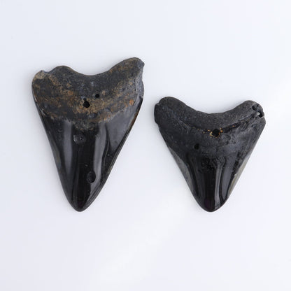 Megalodon Teeth Set of 5 - wholesale crystals