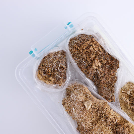 Selenite Gypsum from Morocco Flat