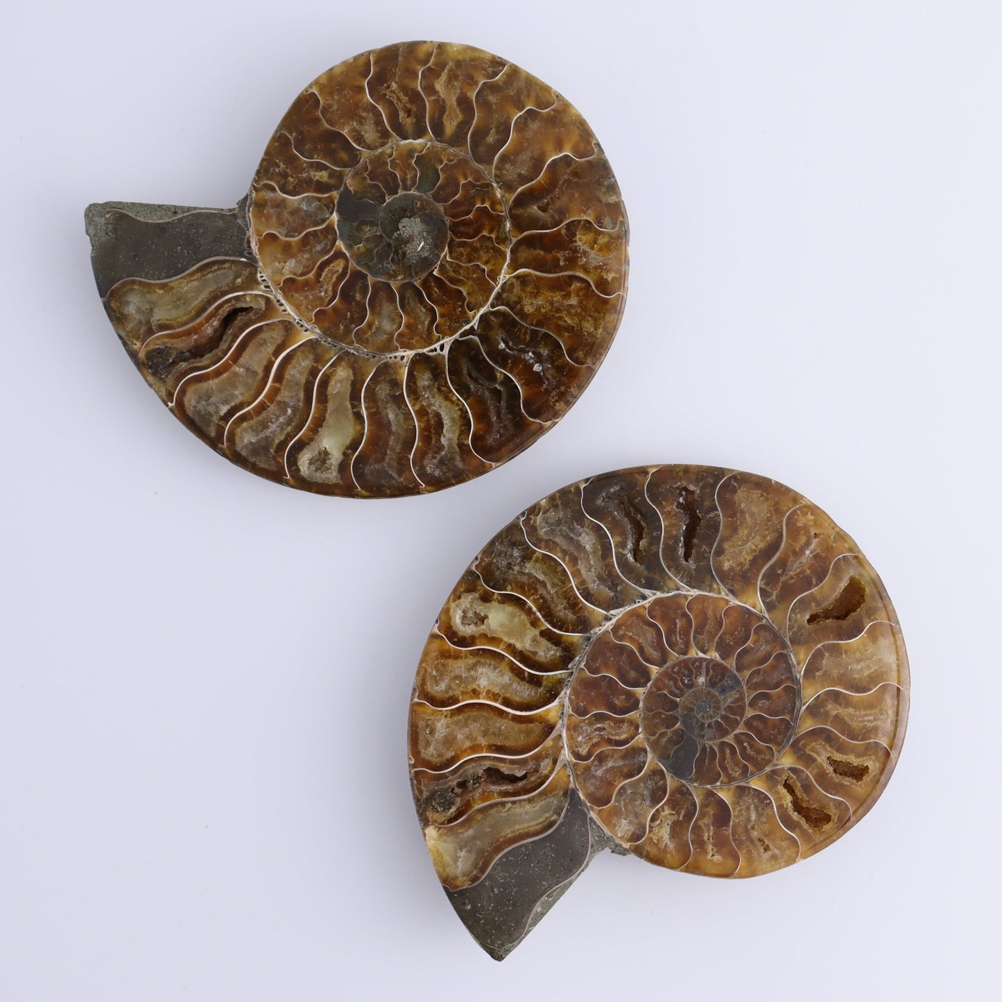 Ammonite Shells Set of 6 - Expert Wholesale and Supplier of Wholesale Crystals & Bulk Gemstones, ["Ammonite","Madagascar","shells"]