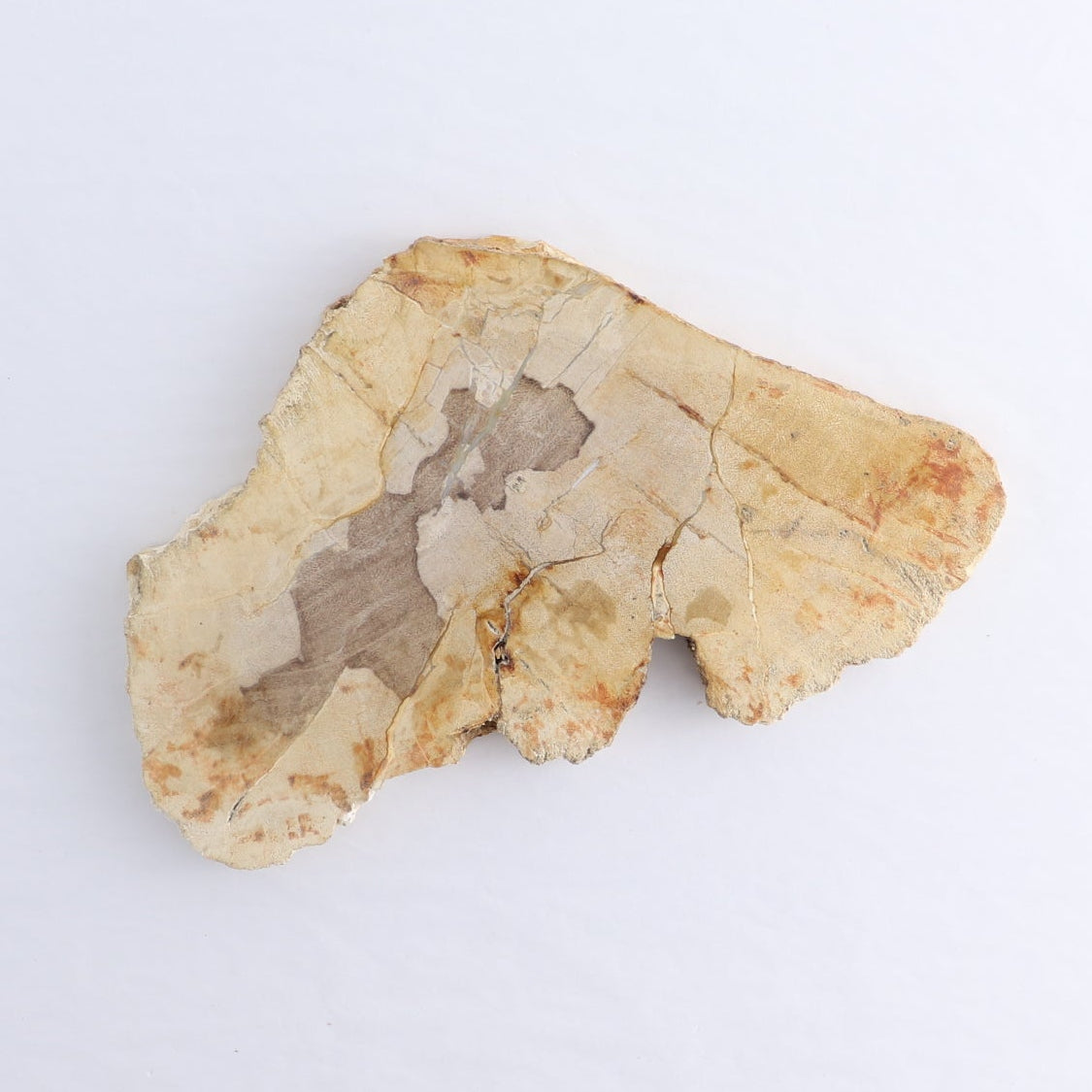 Petrified Wood Slices & Slabs Set of 4