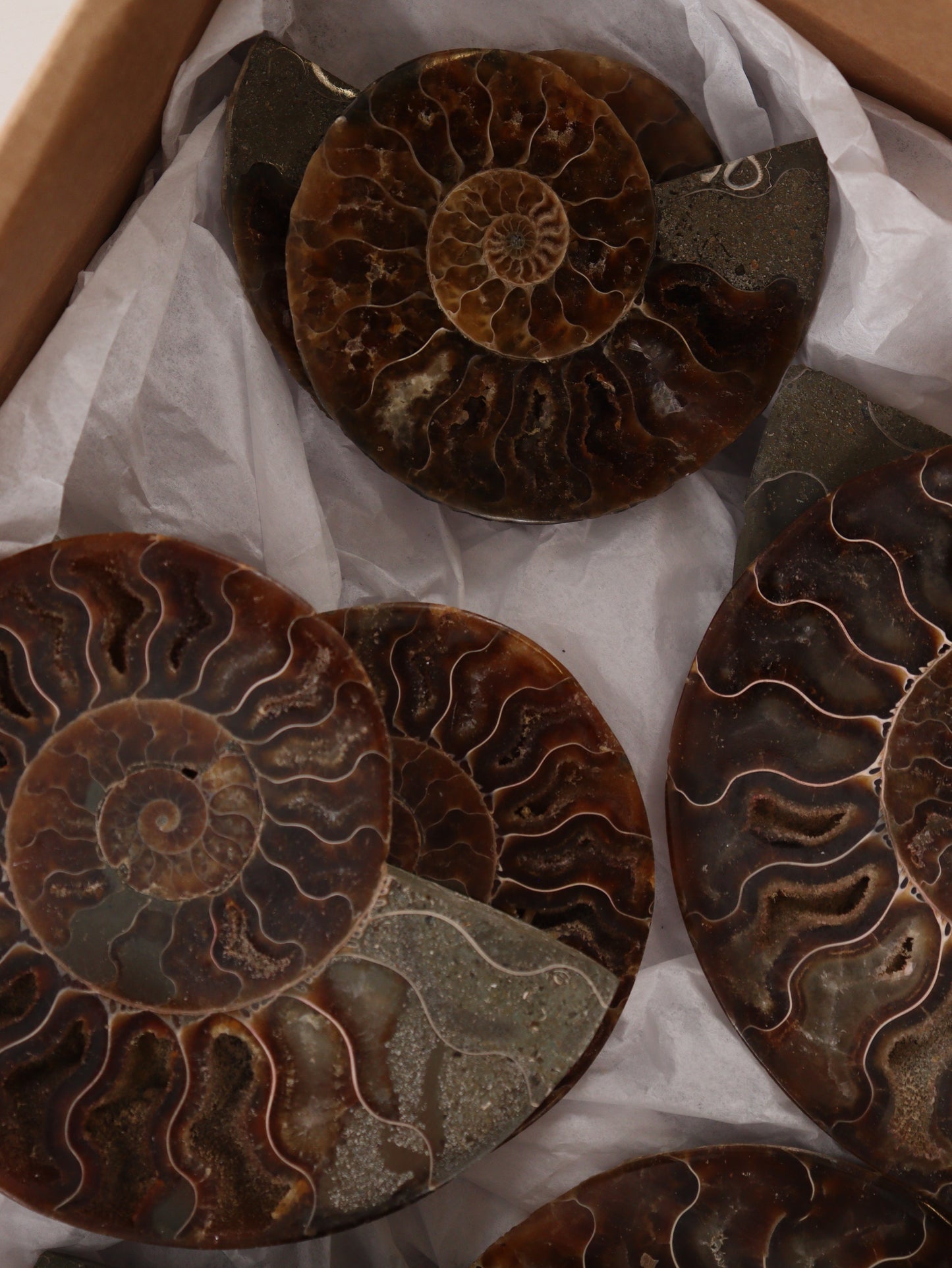 Ammonite Pairs Set of 4