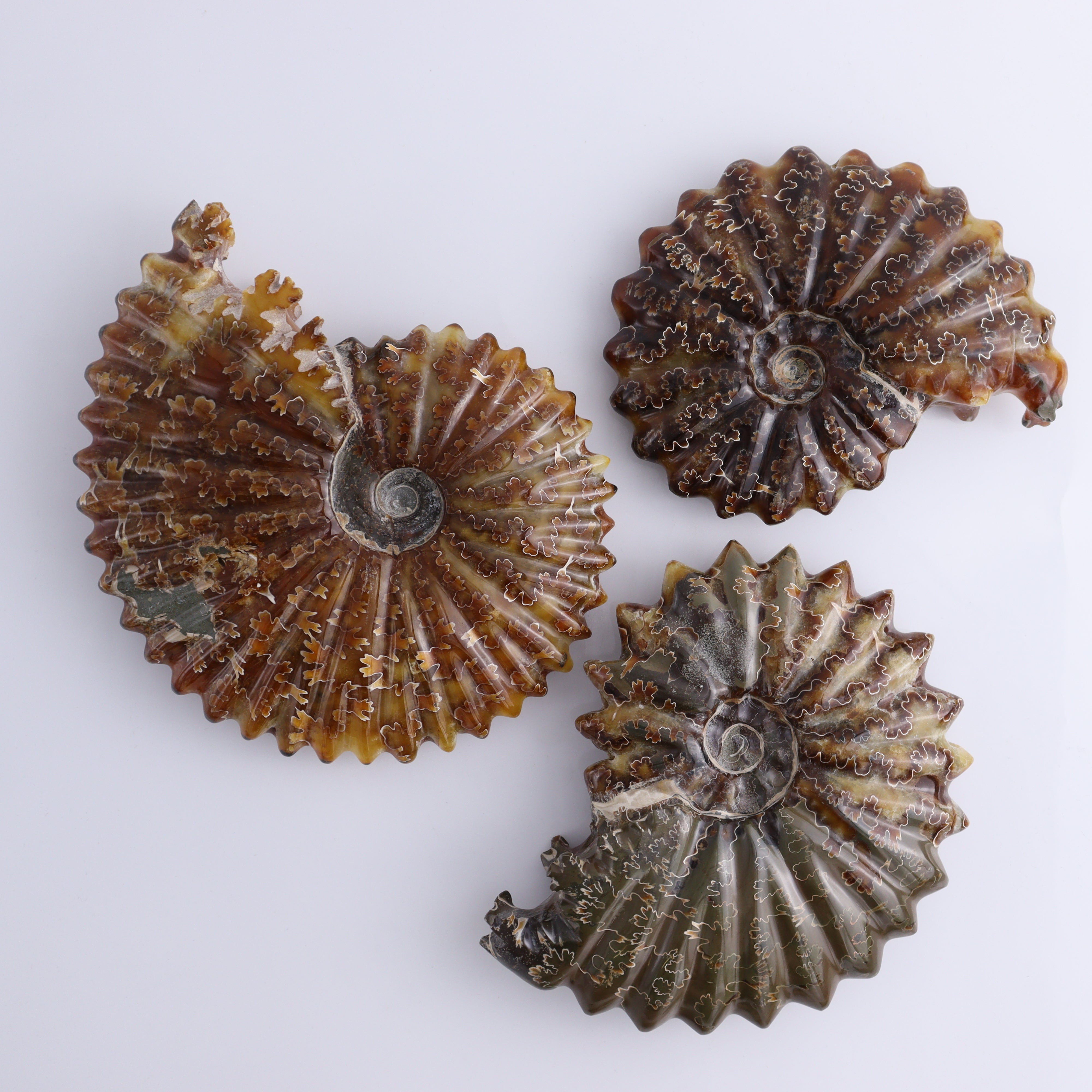 Amenite Shell Ammonite Shells Set of 6 – Mi Esperanza Minerals