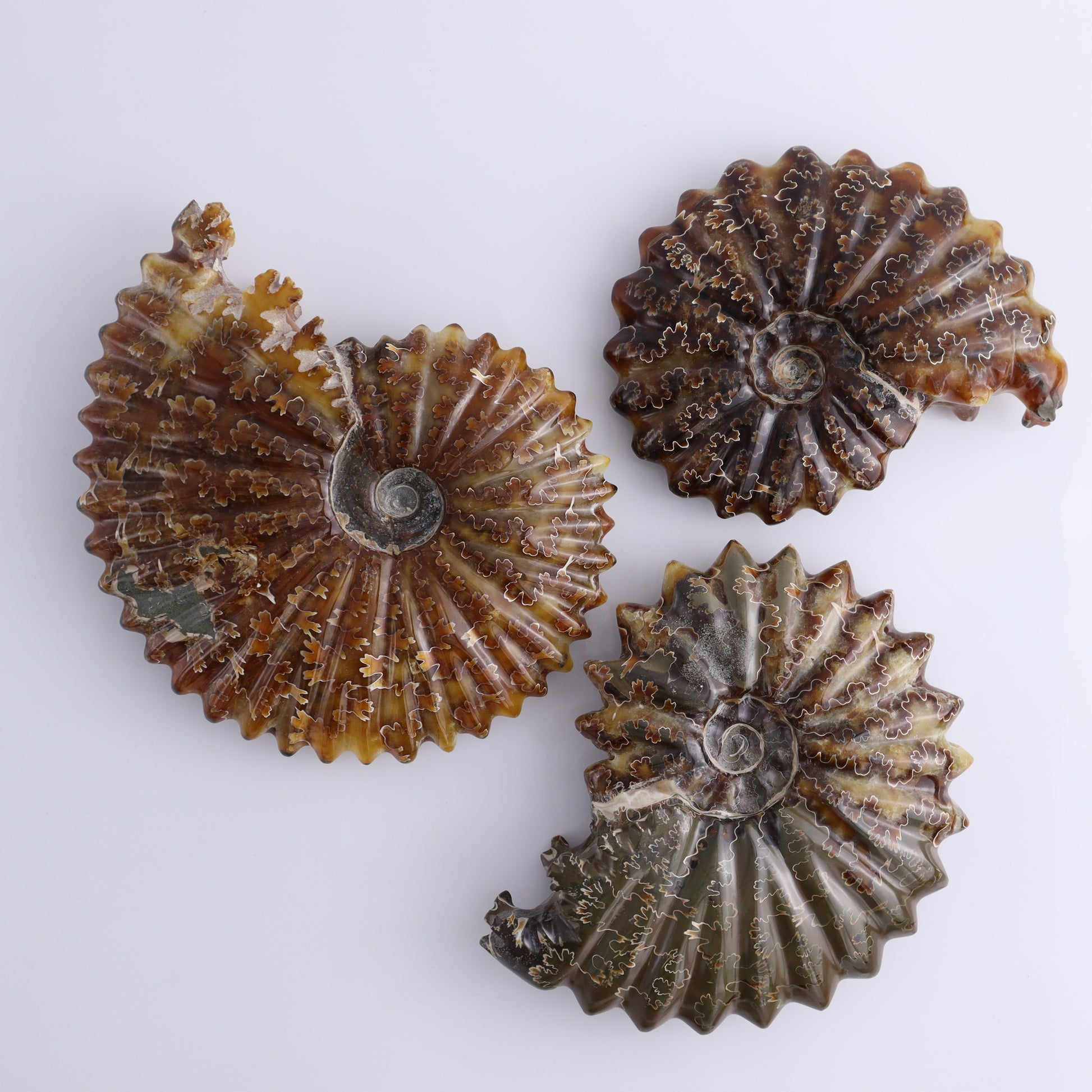 Ammonite Shells Set of 6 - Expert Wholesale and Supplier of Wholesale Crystals & Bulk Gemstones, ["Ammonite","Madagascar","shells"]