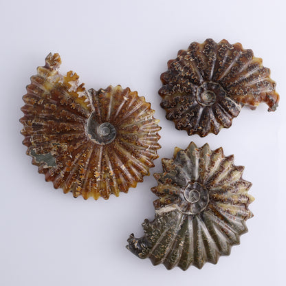 Ammonite Shells Set of 6 - Expert Wholesale and Supplier of Wholesale Crystals & Bulk Gemstones, ["Ammonite","Madagascar","shells"]