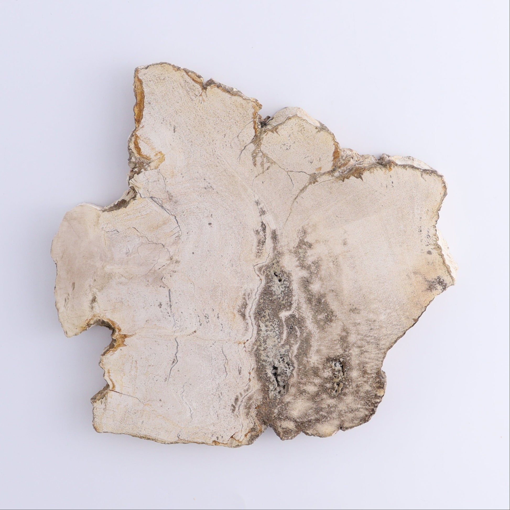 Petrified Wood Slices & Slabs Set of 3 - Expert Wholesale and Supplier of Wholesale Crystals & Bulk Gemstones, ["Freeforms","Indonesia","Petrified Wood","Slices and Slabs"]