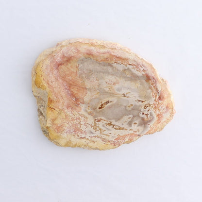 Petrified Wood Slices & Slabs Set of 4