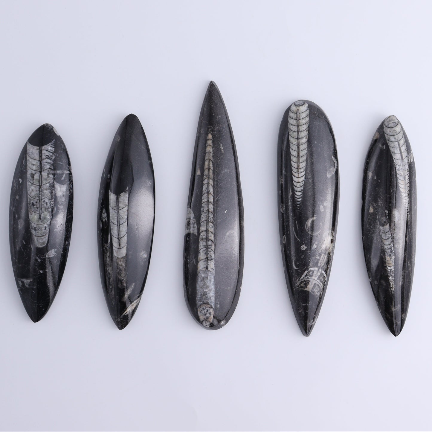 Orthoceras Polished Set of 5 - Expert Wholesale and Supplier of Wholesale Crystals & Bulk Gemstones, ["Orthoceras","Polished"]