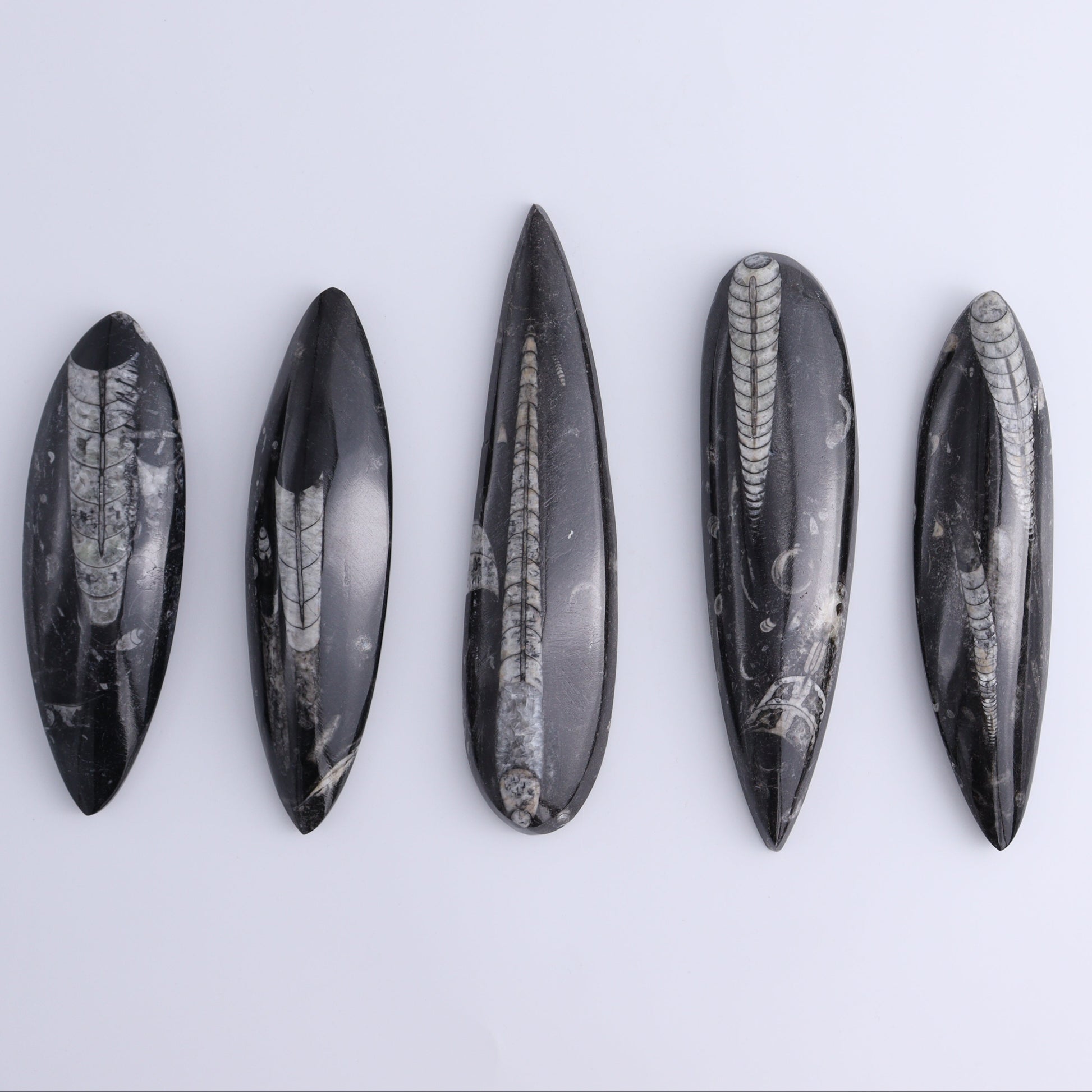 Orthoceras Polished Set of 5 - Expert Wholesale and Supplier of Wholesale Crystals & Bulk Gemstones, ["Orthoceras","Polished"]