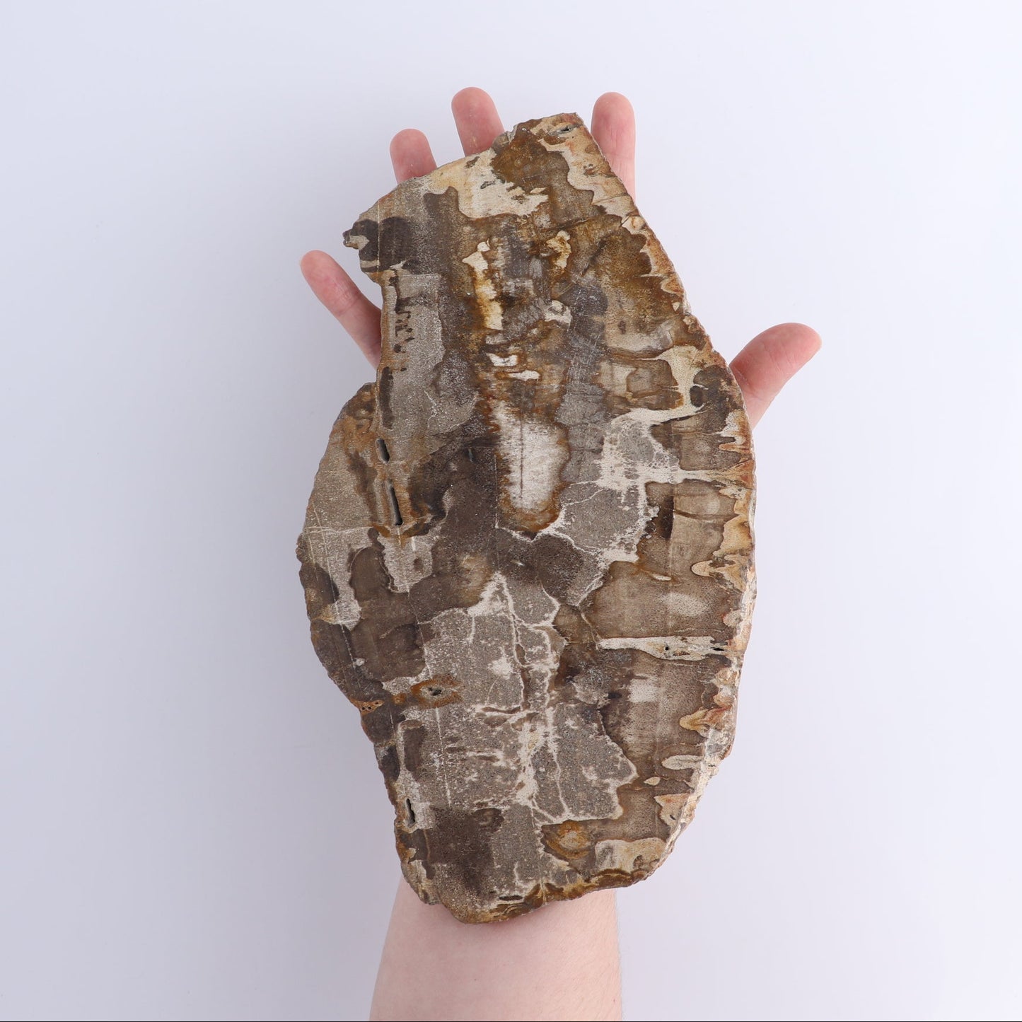 Petrified Wood Slices & Slabs Set of 4