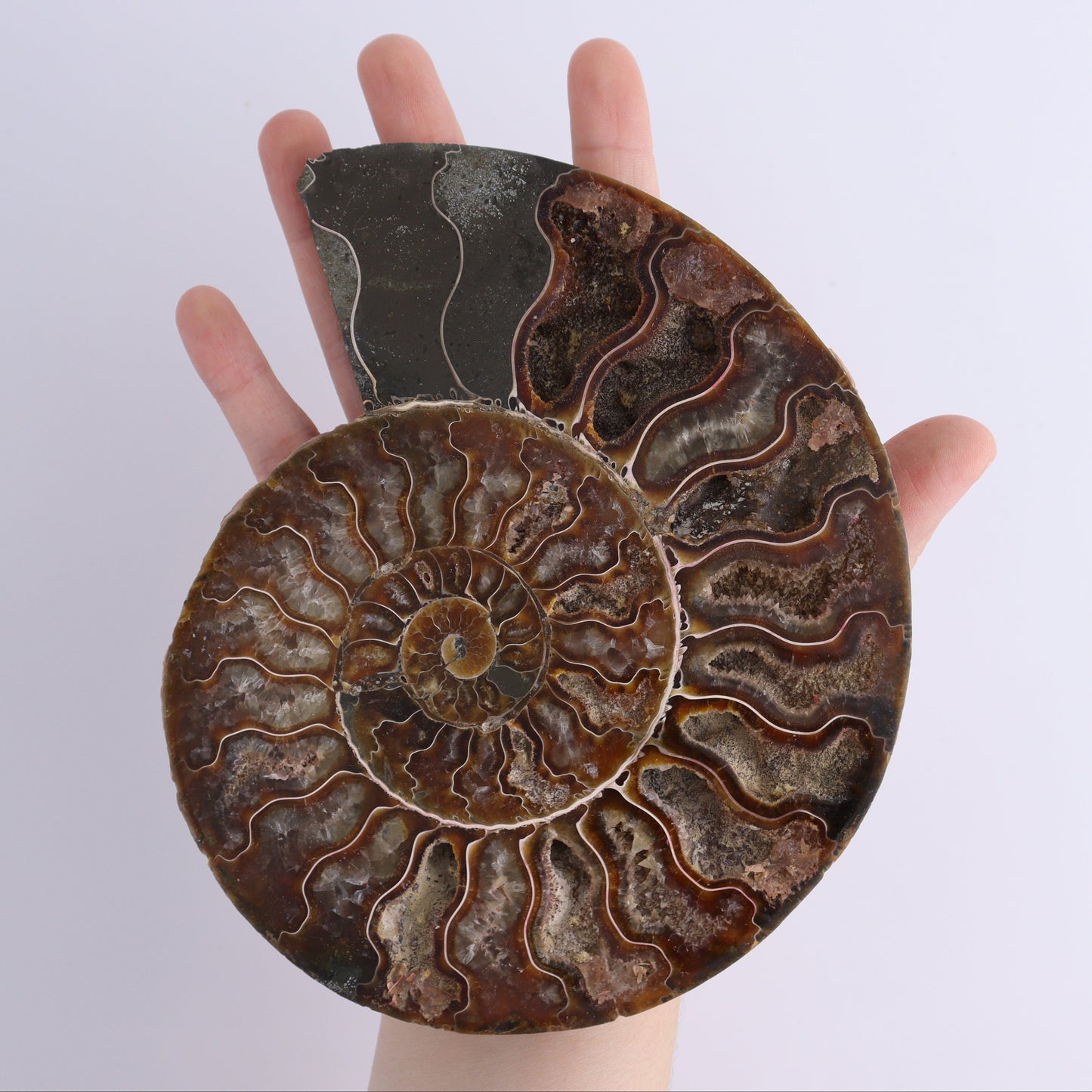 Ammonite Shells Set of 6 - Expert Wholesale and Supplier of Wholesale Crystals & Bulk Gemstones, ["Ammonite","Madagascar","shells"]