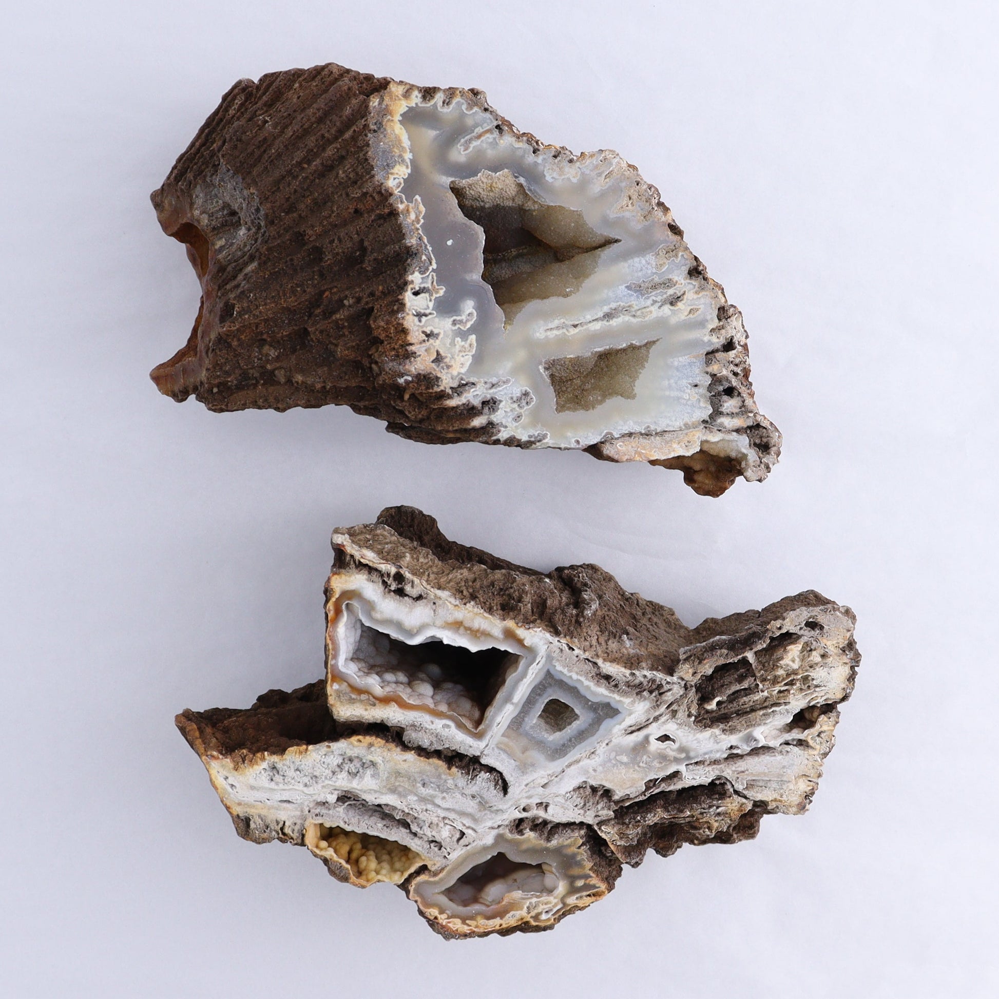 Agatized Coral Flat - Expert Wholesale and Supplier of Wholesale Crystals & Bulk Gemstones, ["Agate","Agatized Coral","Coral","United States"]