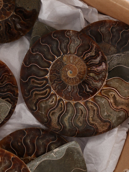 Ammonite Pairs Set of 4