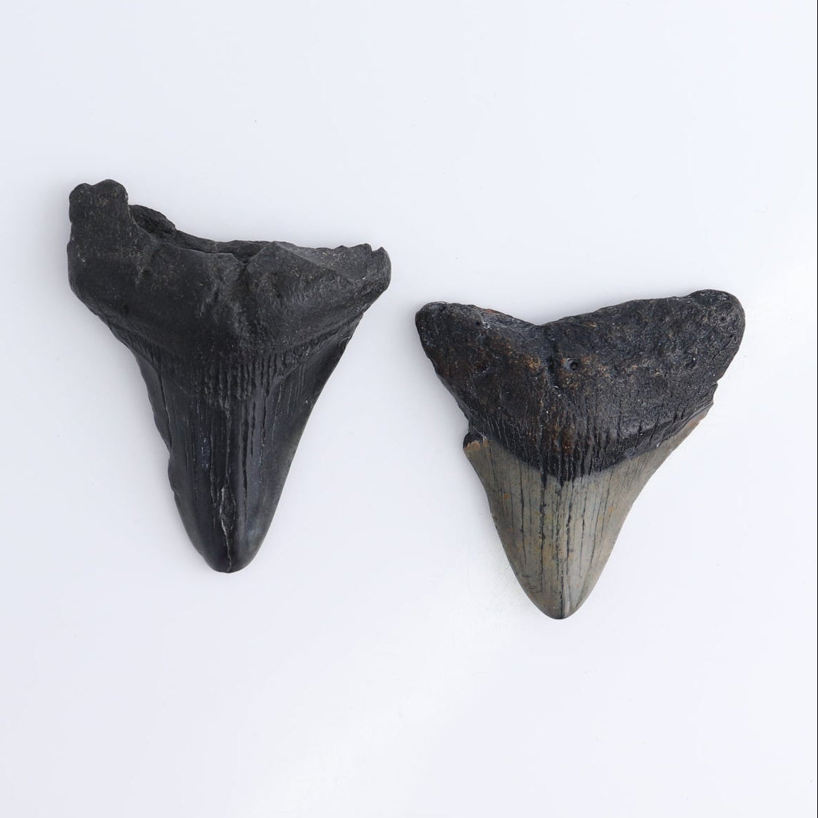 Megalodon Teeth Set of 5 - wholesale crystals