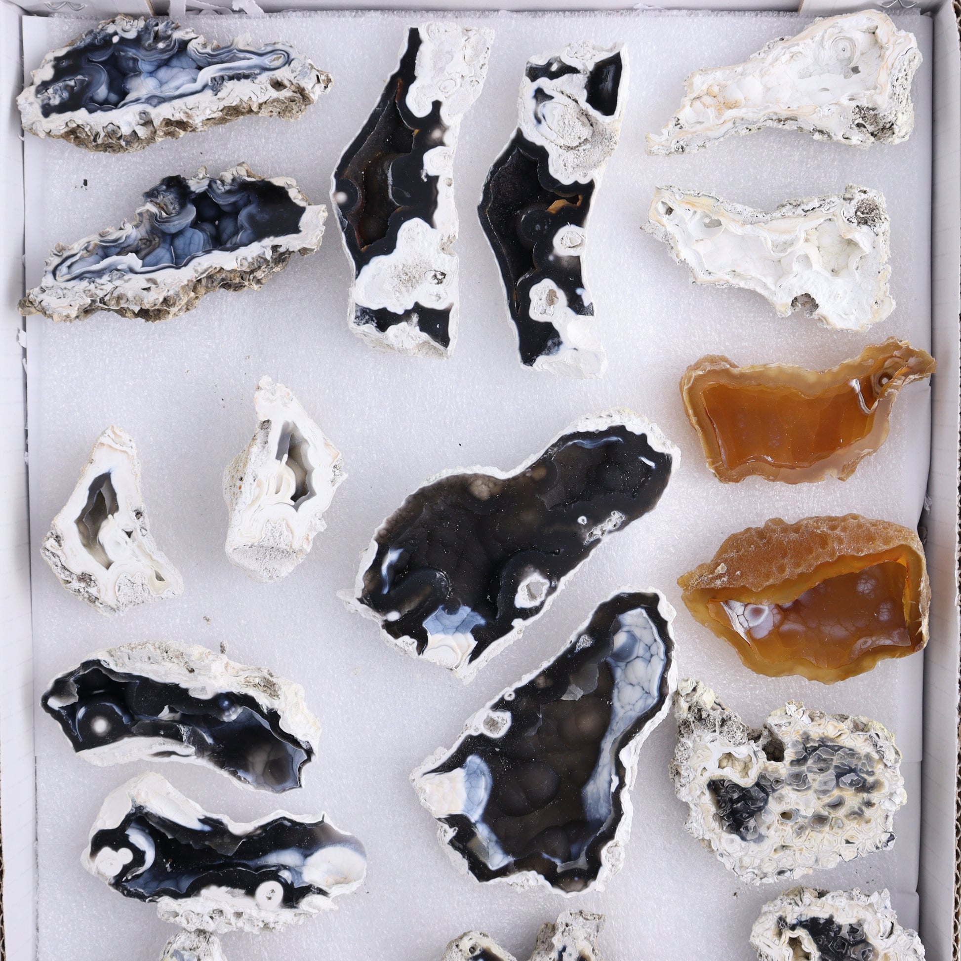 Agatized Coral Flat - Expert Wholesale and Supplier of Wholesale Crystals & Bulk Gemstones, ["Agate","Agatized Coral","Coral","United States"]