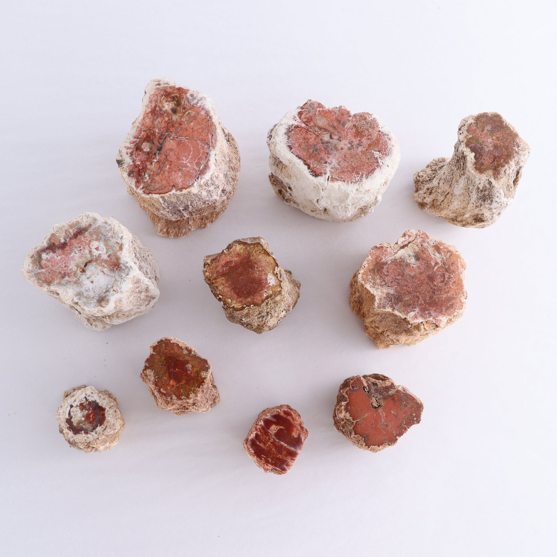 Petrified Wood Cut Bases Set of 10 - Expert Wholesale and Supplier of Wholesale Crystals & Bulk Gemstones, ["Cut Base","Petrified Wood"]