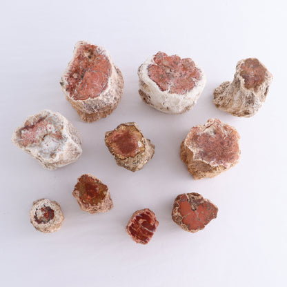 Petrified Wood Cut Bases Set of 10 - Expert Wholesale and Supplier of Wholesale Crystals & Bulk Gemstones, ["Cut Base","Petrified Wood"]