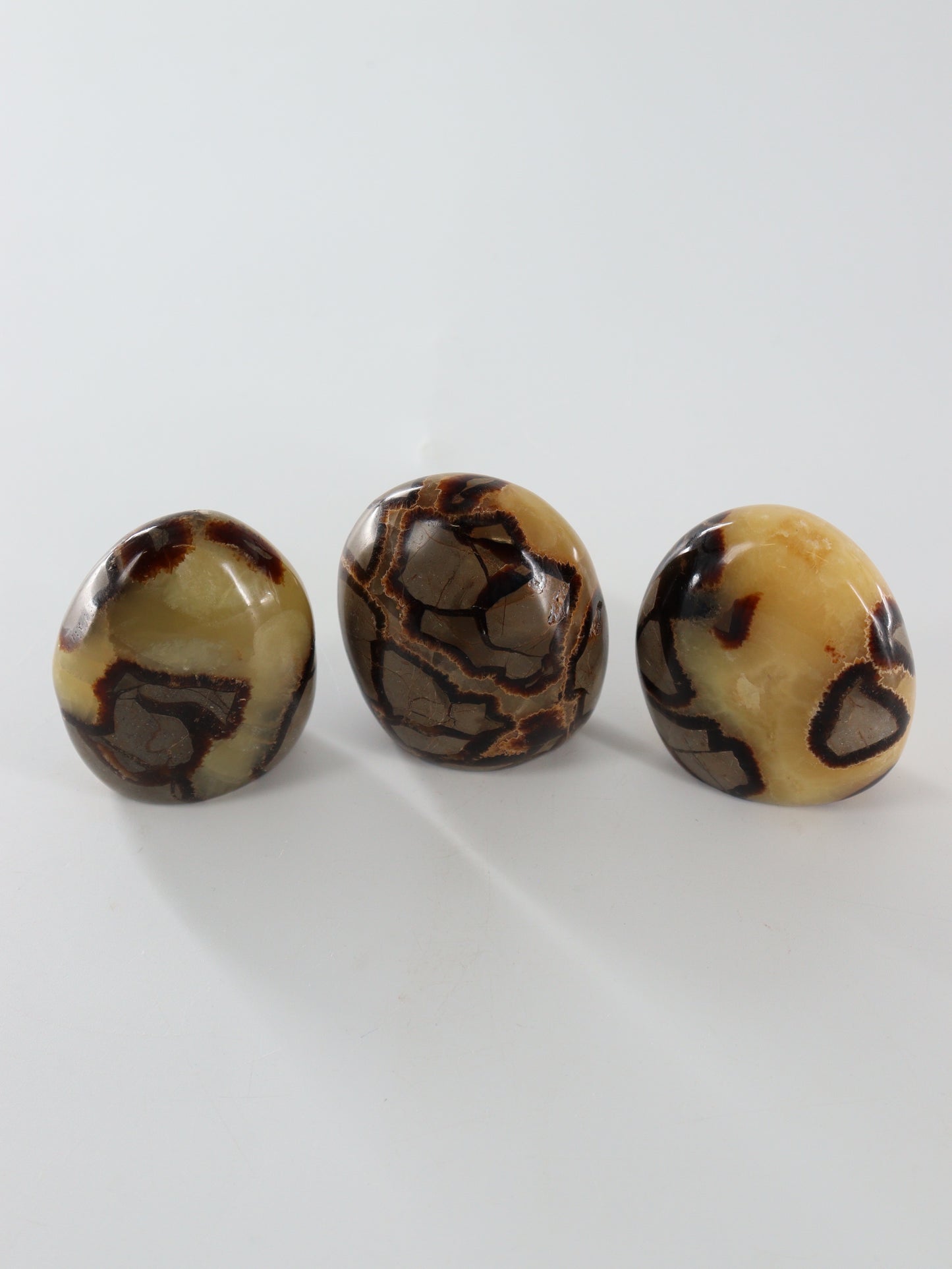 Septarian Freeforms Set of 12 - Expert Wholesale and Supplier of Wholesale Crystals & Bulk Gemstones, []