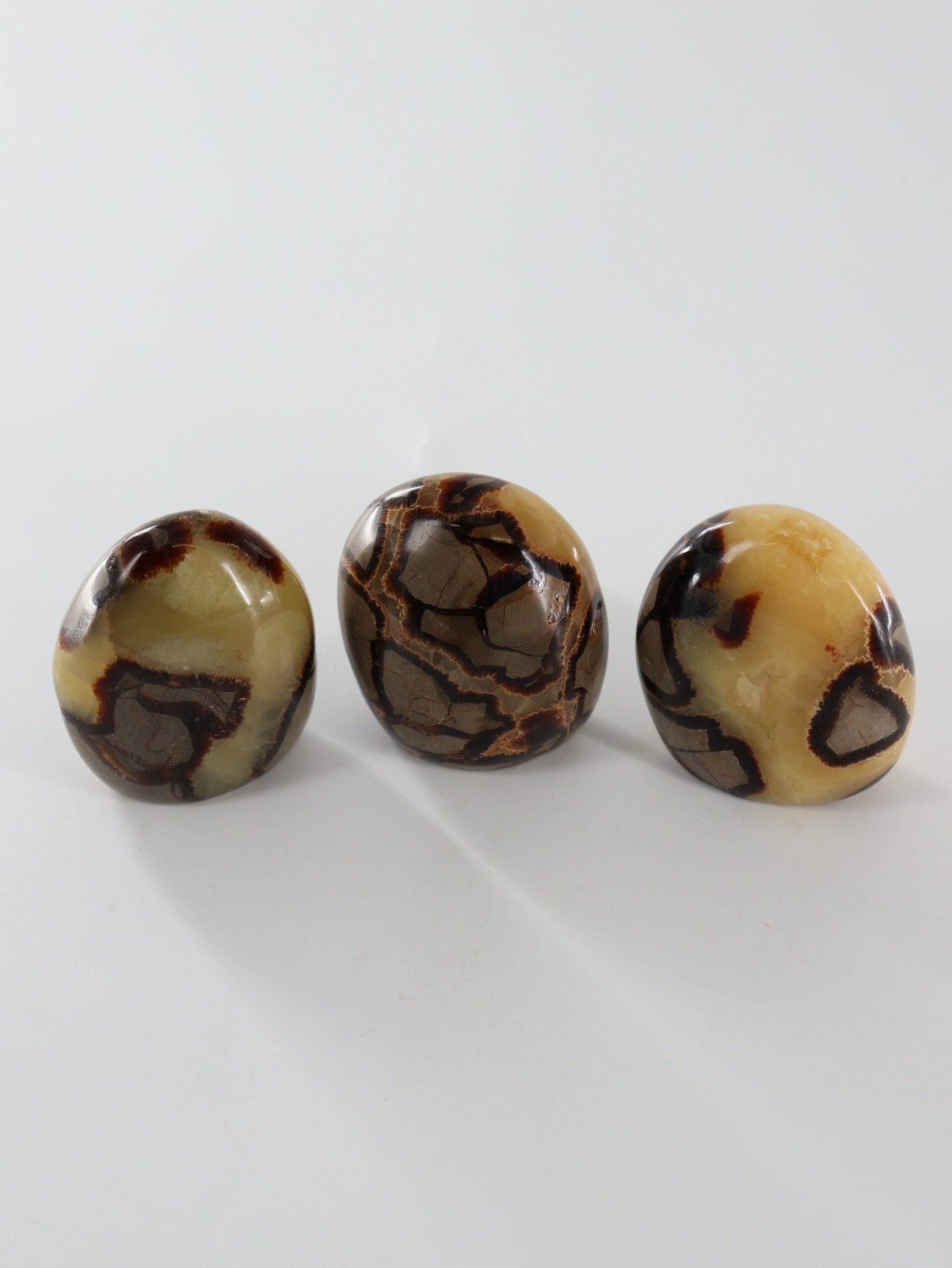 Septarian Freeforms Set of 12 - Expert Wholesale and Supplier of Wholesale Crystals & Bulk Gemstones, []