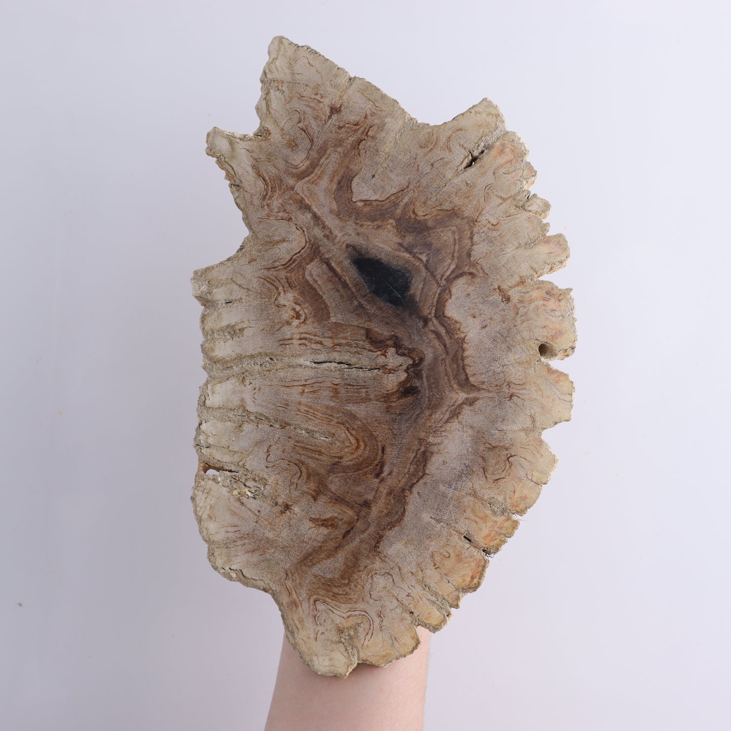 Petrified Wood Slices & Slabs Set of 3 - Expert Wholesale and Supplier of Wholesale Crystals & Bulk Gemstones, ["Freeforms","Indonesia","Petrified Wood","Slices and Slabs"]