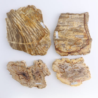 Petrified Wood Slices & Slabs Set of 4