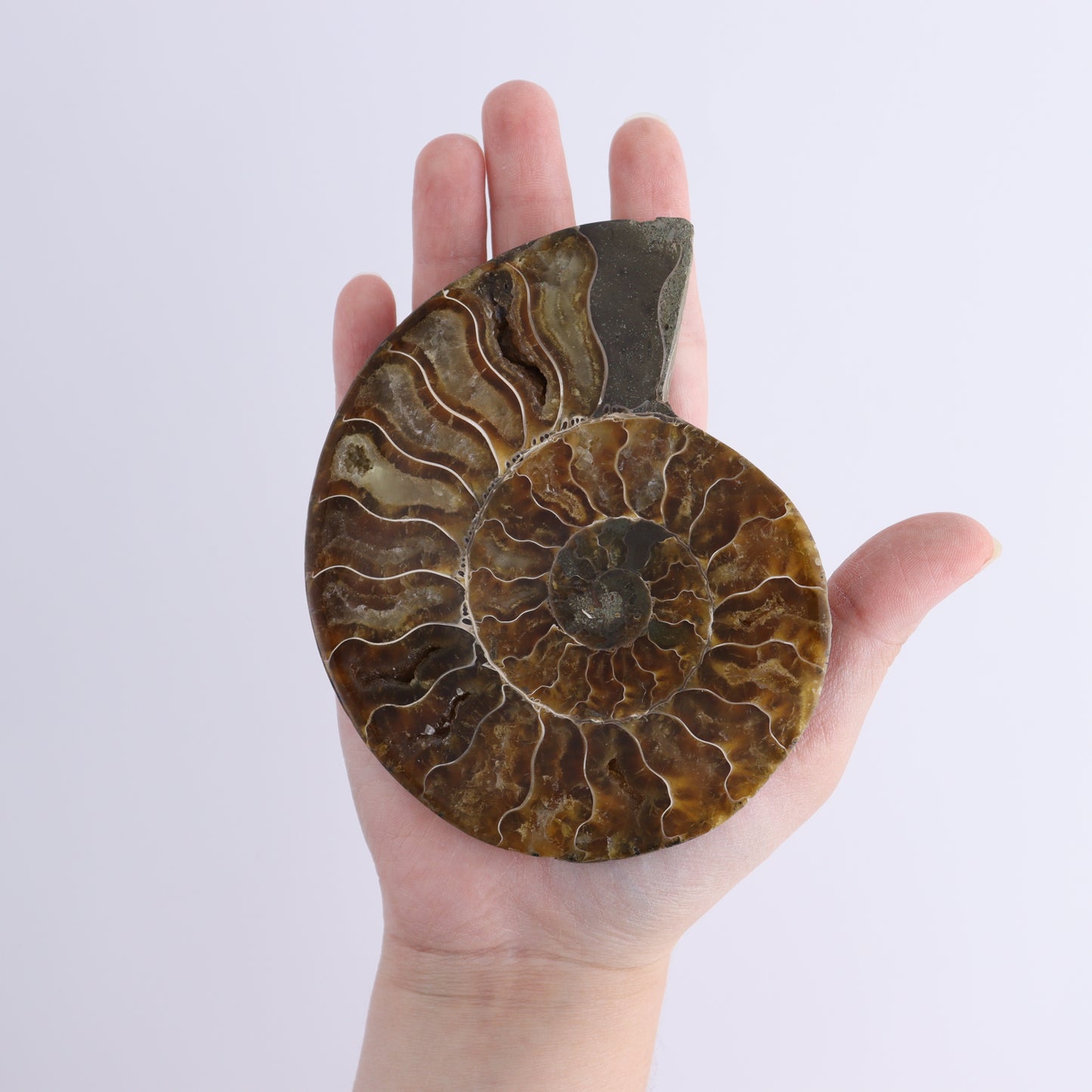Ammonite Shells Set of 6 - Expert Wholesale and Supplier of Wholesale Crystals & Bulk Gemstones, ["Ammonite","Madagascar","shells"]