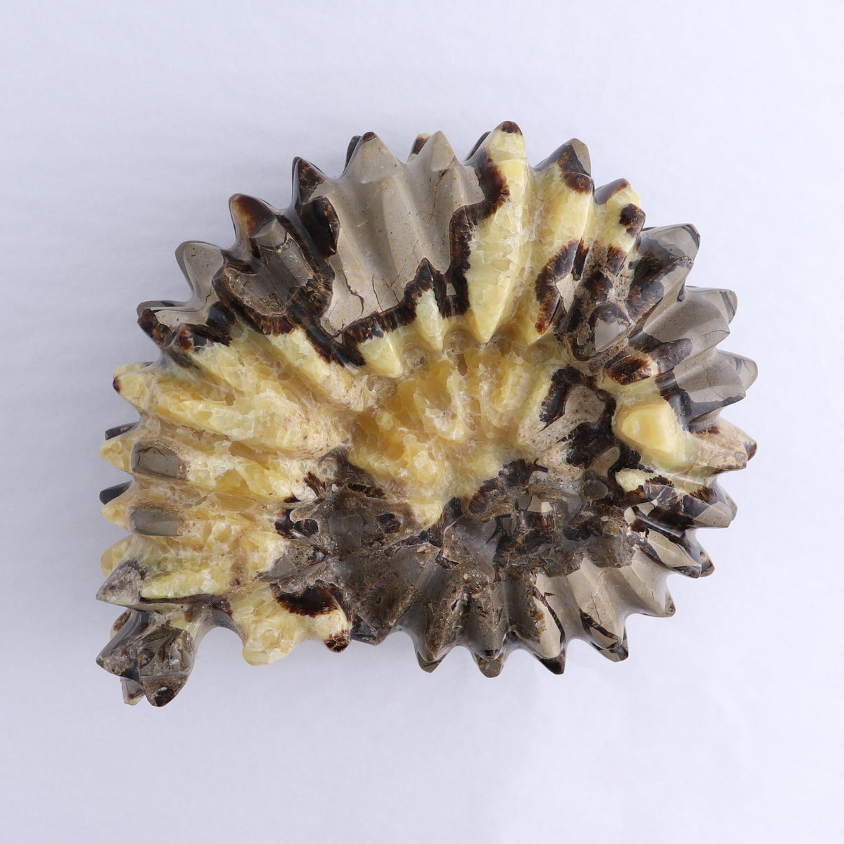 Septarian Shell