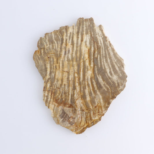 Petrified Wood Slices & Slabs Set of 4