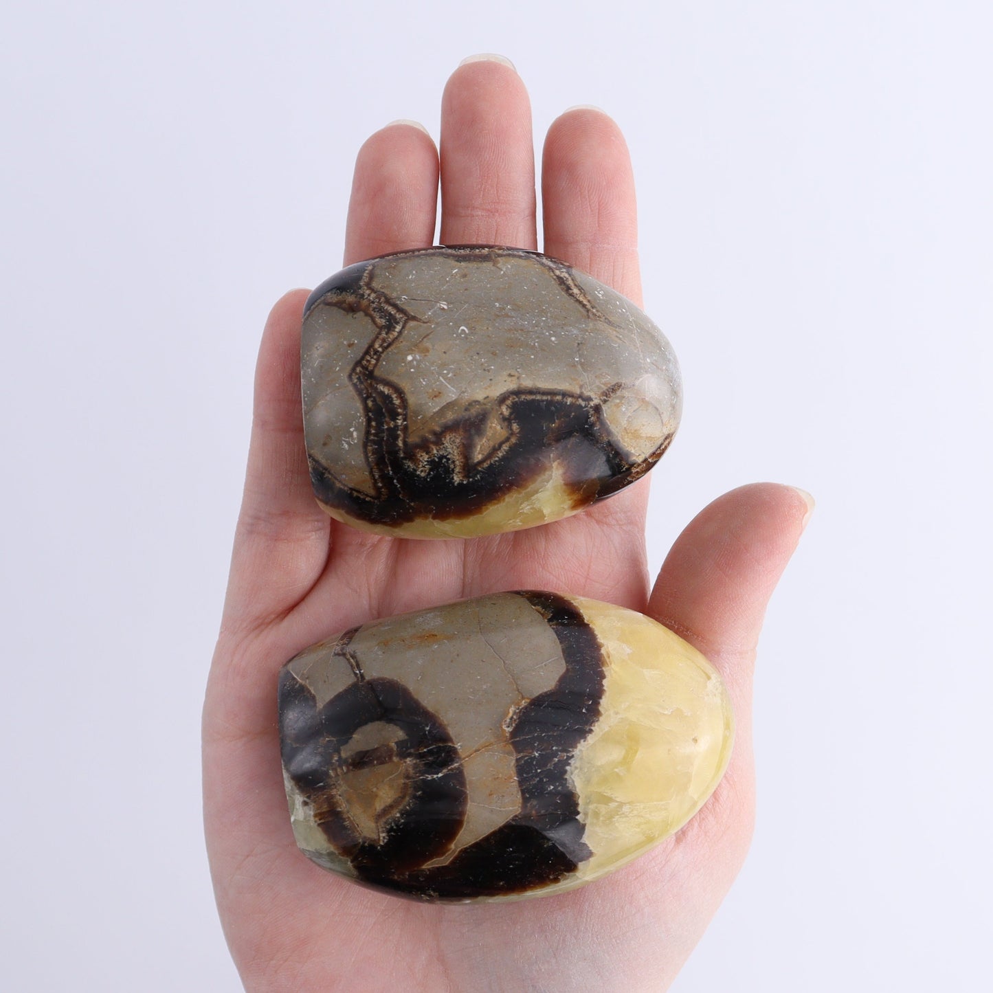 Septarian Freeforms Set of 24 - Expert Wholesale and Supplier of Wholesale Crystals & Bulk Gemstones, ["Freeforms","Madagascar","Septarian"]