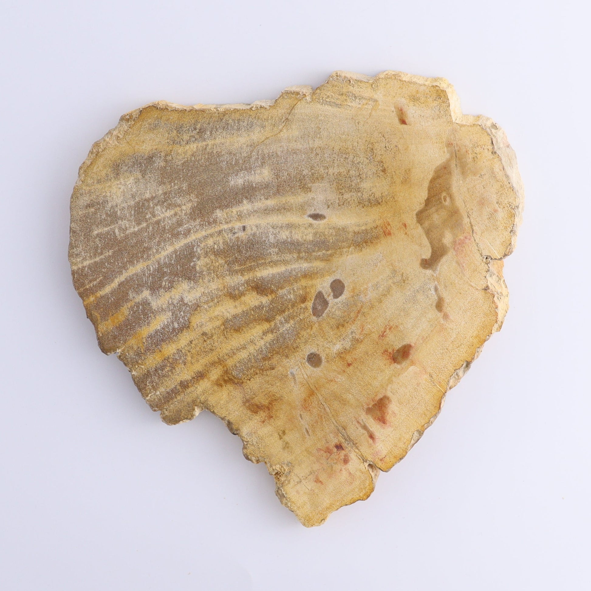 Petrified Wood Slices & Slabs Set of 3 - Expert Wholesale and Supplier of Wholesale Crystals & Bulk Gemstones, ["Freeforms","Indonesia","Petrified Wood","Slices and Slabs"]