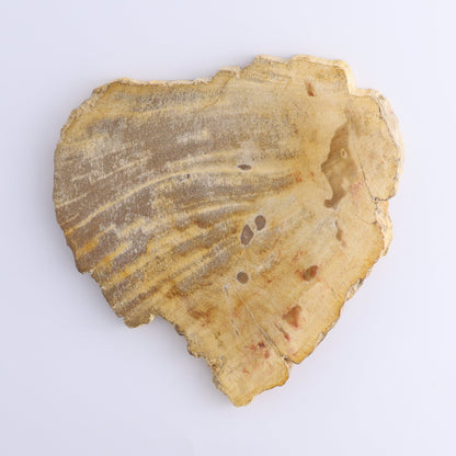 Petrified Wood Slices & Slabs Set of 3 - Expert Wholesale and Supplier of Wholesale Crystals & Bulk Gemstones, ["Freeforms","Indonesia","Petrified Wood","Slices and Slabs"]
