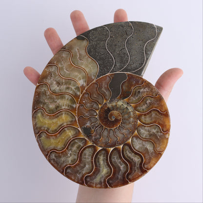 Ammonite Shells Set of 6 - Expert Wholesale and Supplier of Wholesale Crystals & Bulk Gemstones, ["Ammonite","Madagascar","shells"]
