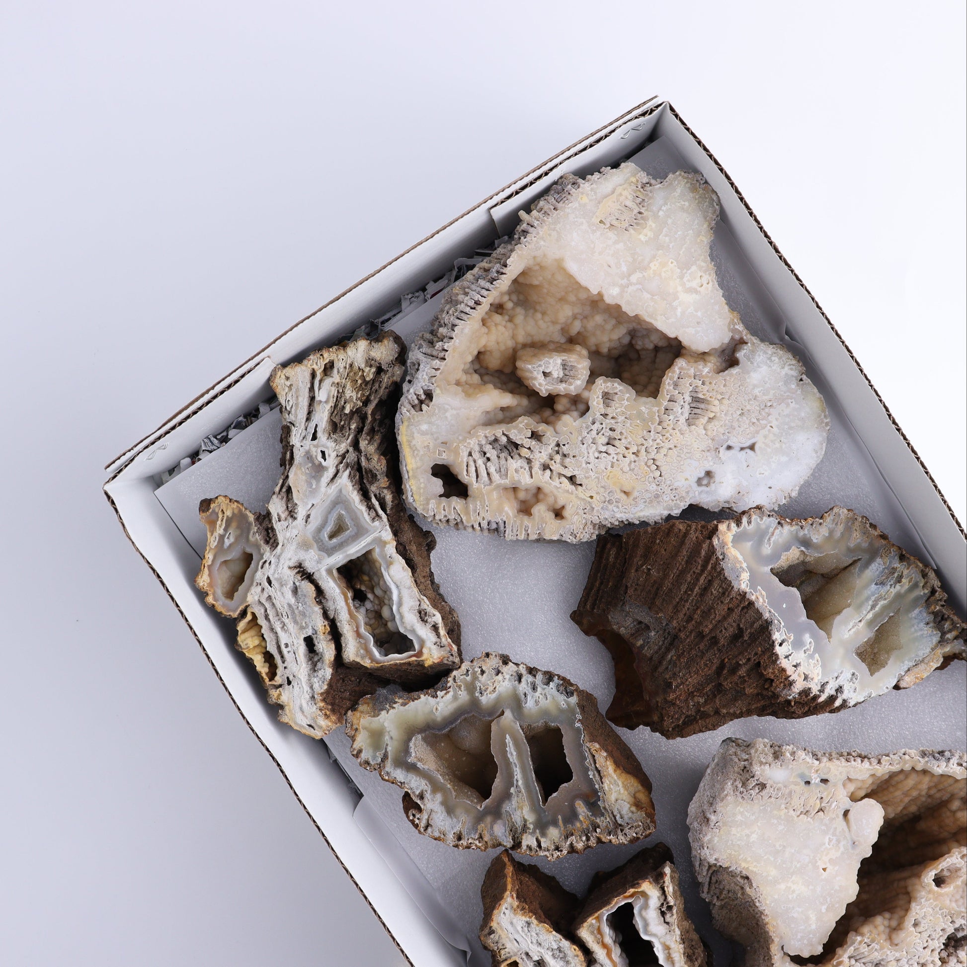 Agatized Coral Flat - Expert Wholesale and Supplier of Wholesale Crystals & Bulk Gemstones, ["Agate","Agatized Coral","Coral","United States"]