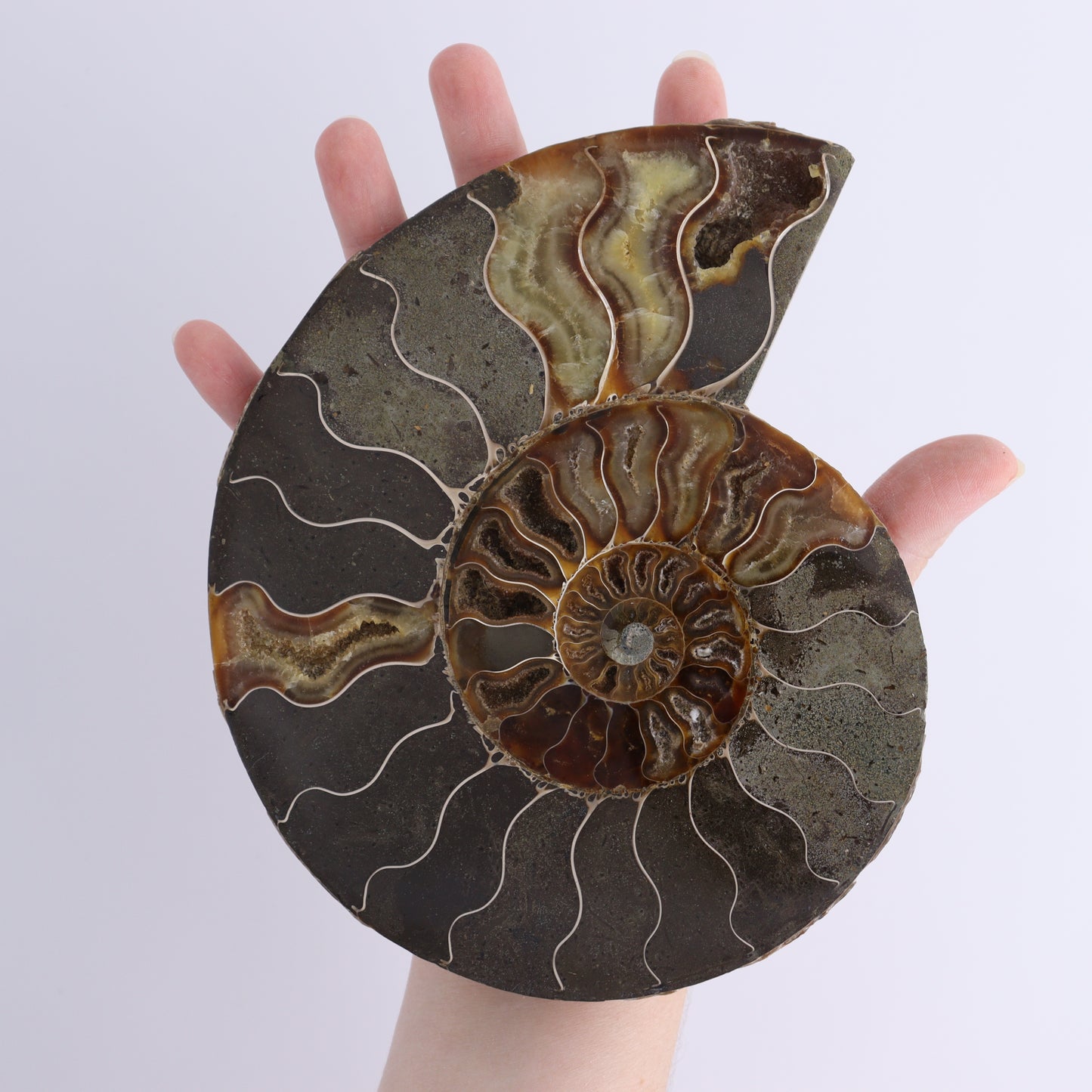 Ammonite Shells Set of 6 - Expert Wholesale and Supplier of Wholesale Crystals & Bulk Gemstones, ["Ammonite","Madagascar","shells"]