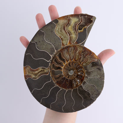 Ammonite Shells Set of 6 - Expert Wholesale and Supplier of Wholesale Crystals & Bulk Gemstones, ["Ammonite","Madagascar","shells"]