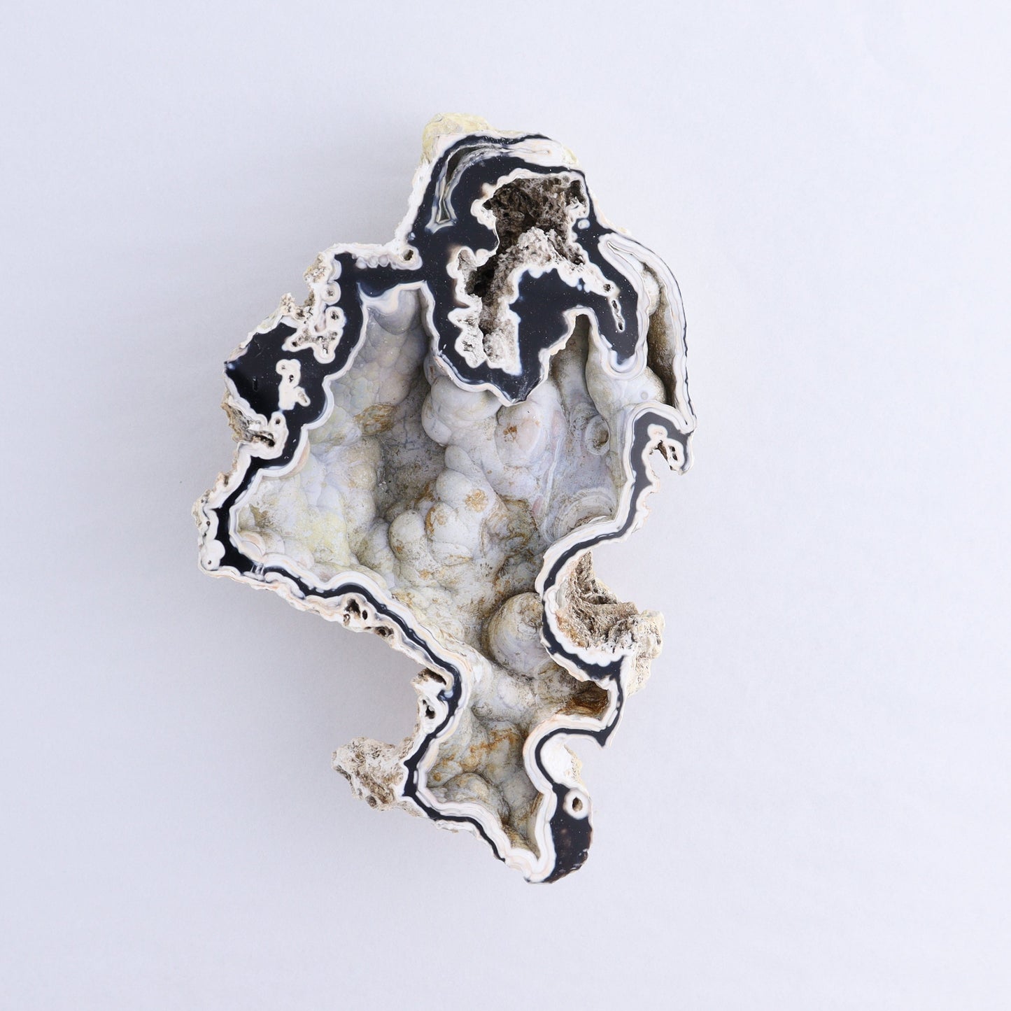 Agatized Coral Flat - Expert Wholesale and Supplier of Wholesale Crystals & Bulk Gemstones, ["Agate","Agatized Coral","Coral","United States"]