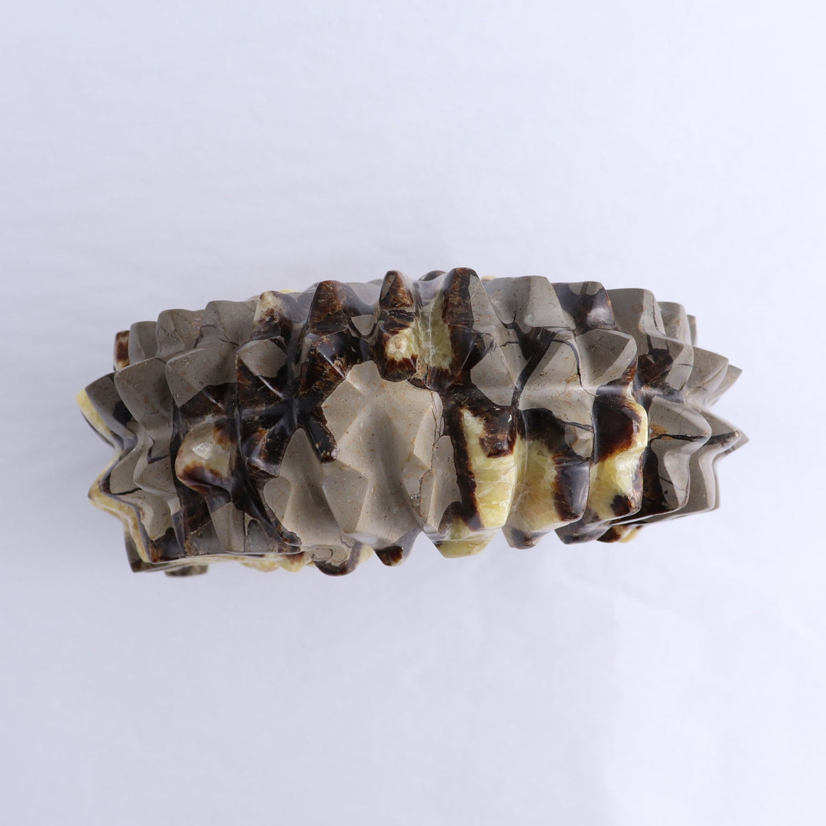 Septarian Shell