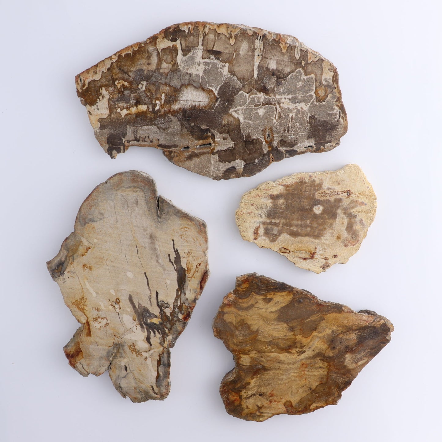 Petrified Wood Slices & Slabs Set of 4