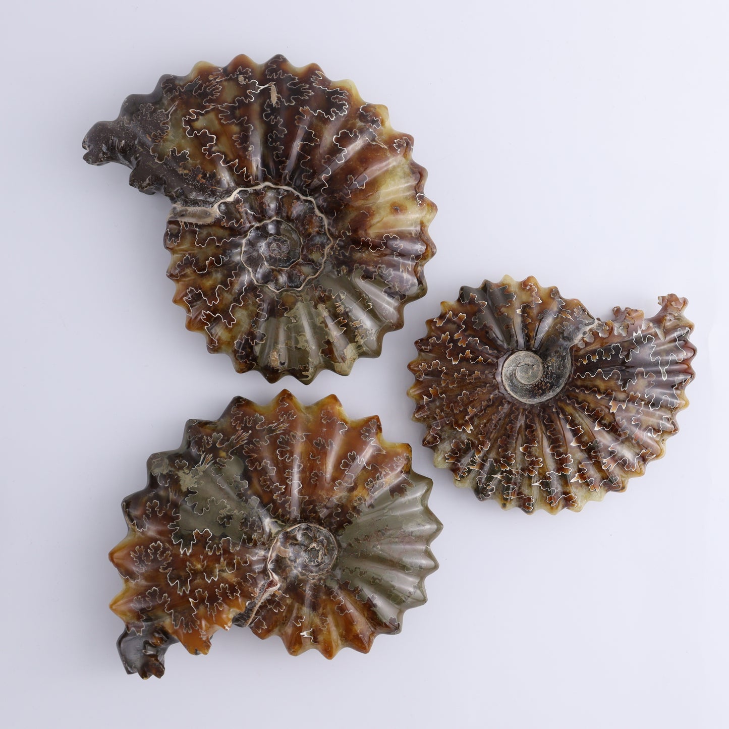 Ammonite Shells Set of 6 - Expert Wholesale and Supplier of Wholesale Crystals & Bulk Gemstones, ["Ammonite","Madagascar","shells"]