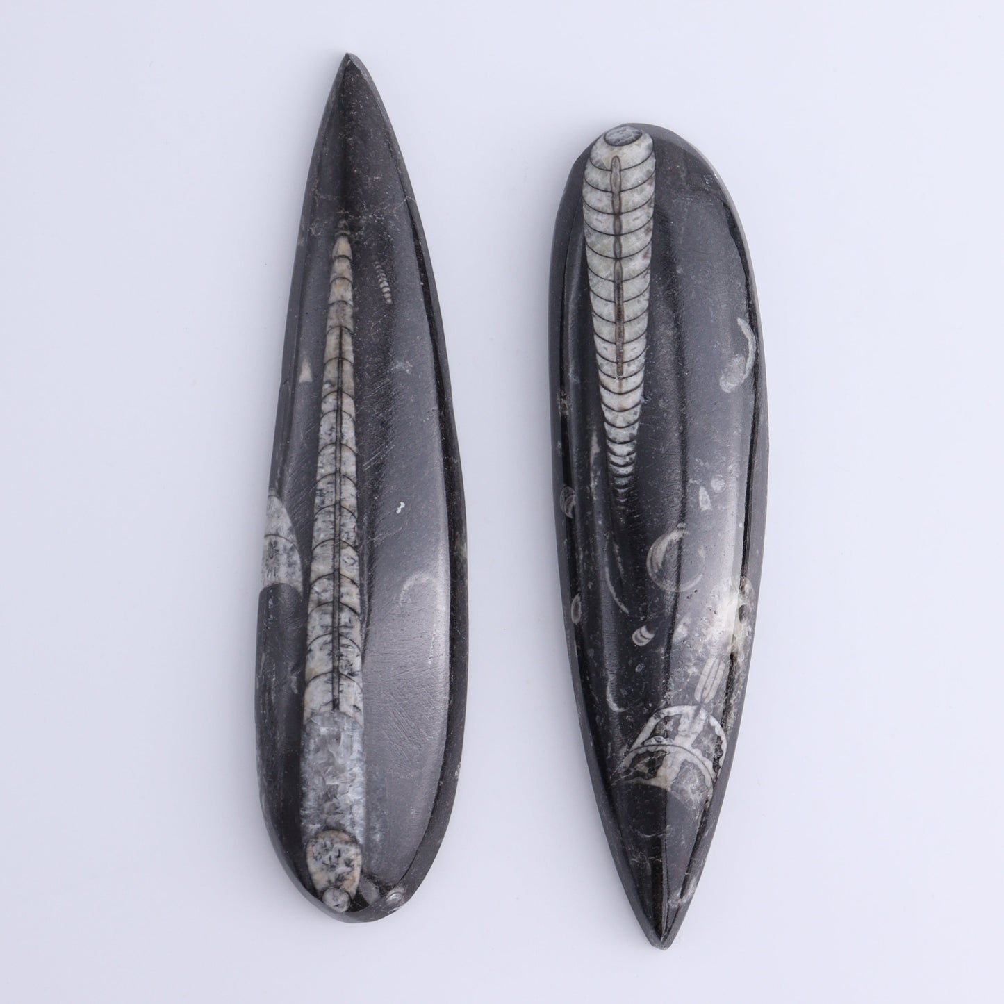 Orthoceras Polished Set of 5 - Expert Wholesale and Supplier of Wholesale Crystals & Bulk Gemstones, ["Orthoceras","Polished"]