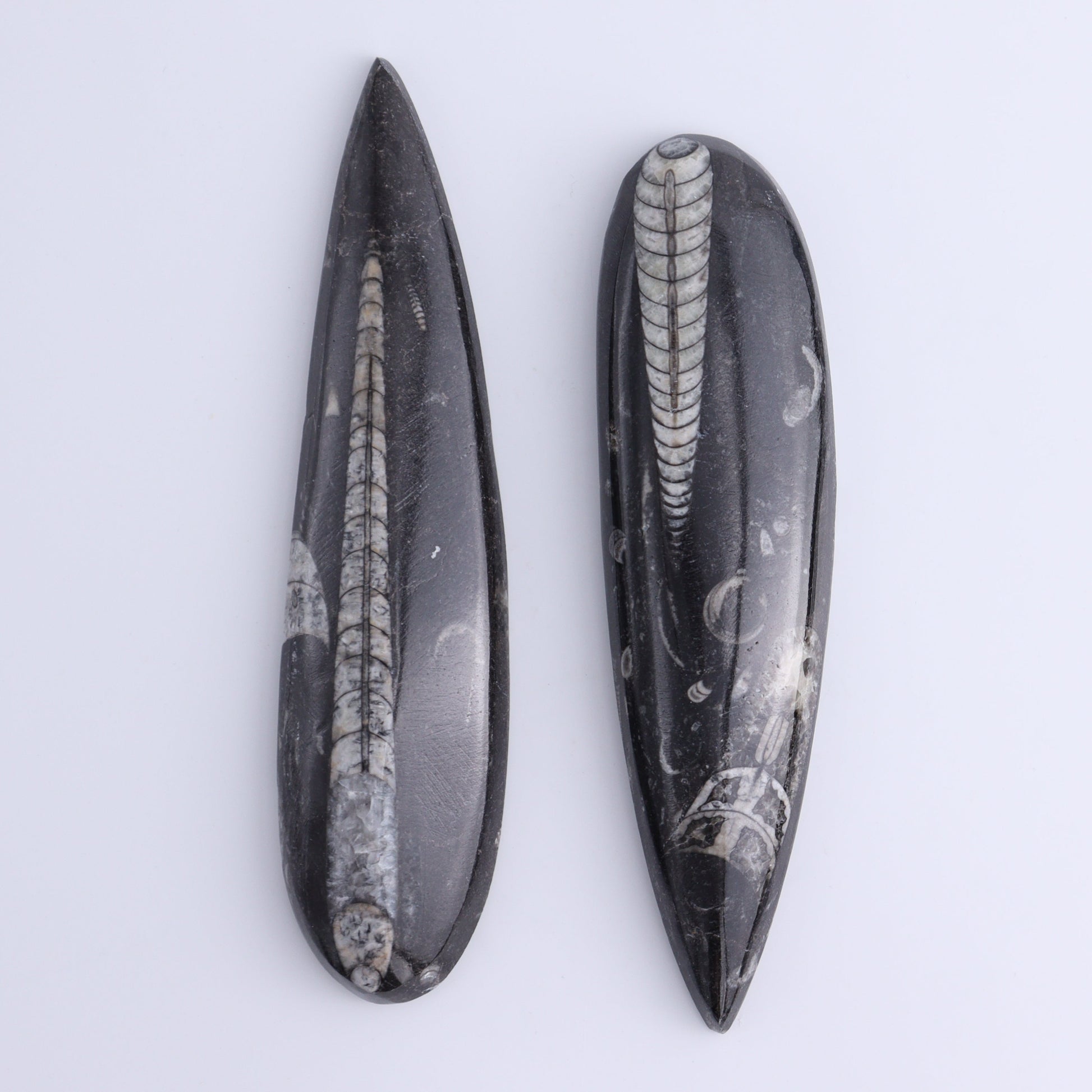 Orthoceras Polished Set of 5 - Expert Wholesale and Supplier of Wholesale Crystals & Bulk Gemstones, ["Orthoceras","Polished"]