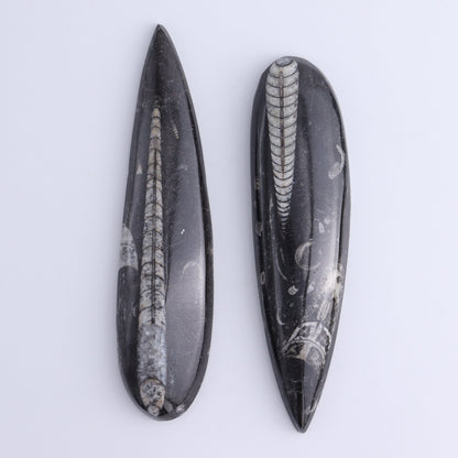 Orthoceras Polished Set of 5 - Expert Wholesale and Supplier of Wholesale Crystals & Bulk Gemstones, ["Orthoceras","Polished"]