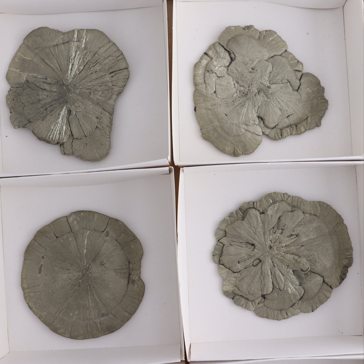 Pyrite Suns Flat of 6 - Expert Wholesale and Supplier of Wholesale Crystals & Bulk Gemstones, ["Pyrite","Suns","United States"]