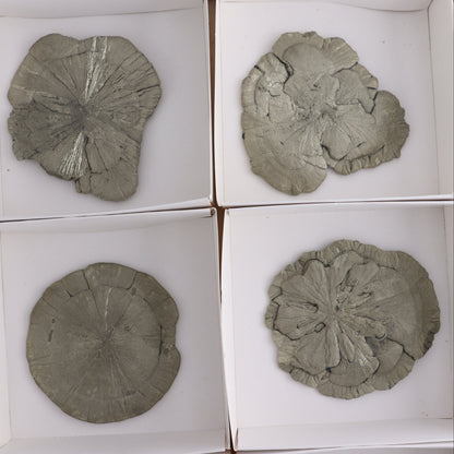 Pyrite Suns Flat of 6 - Expert Wholesale and Supplier of Wholesale Crystals & Bulk Gemstones, ["Pyrite","Suns","United States"]