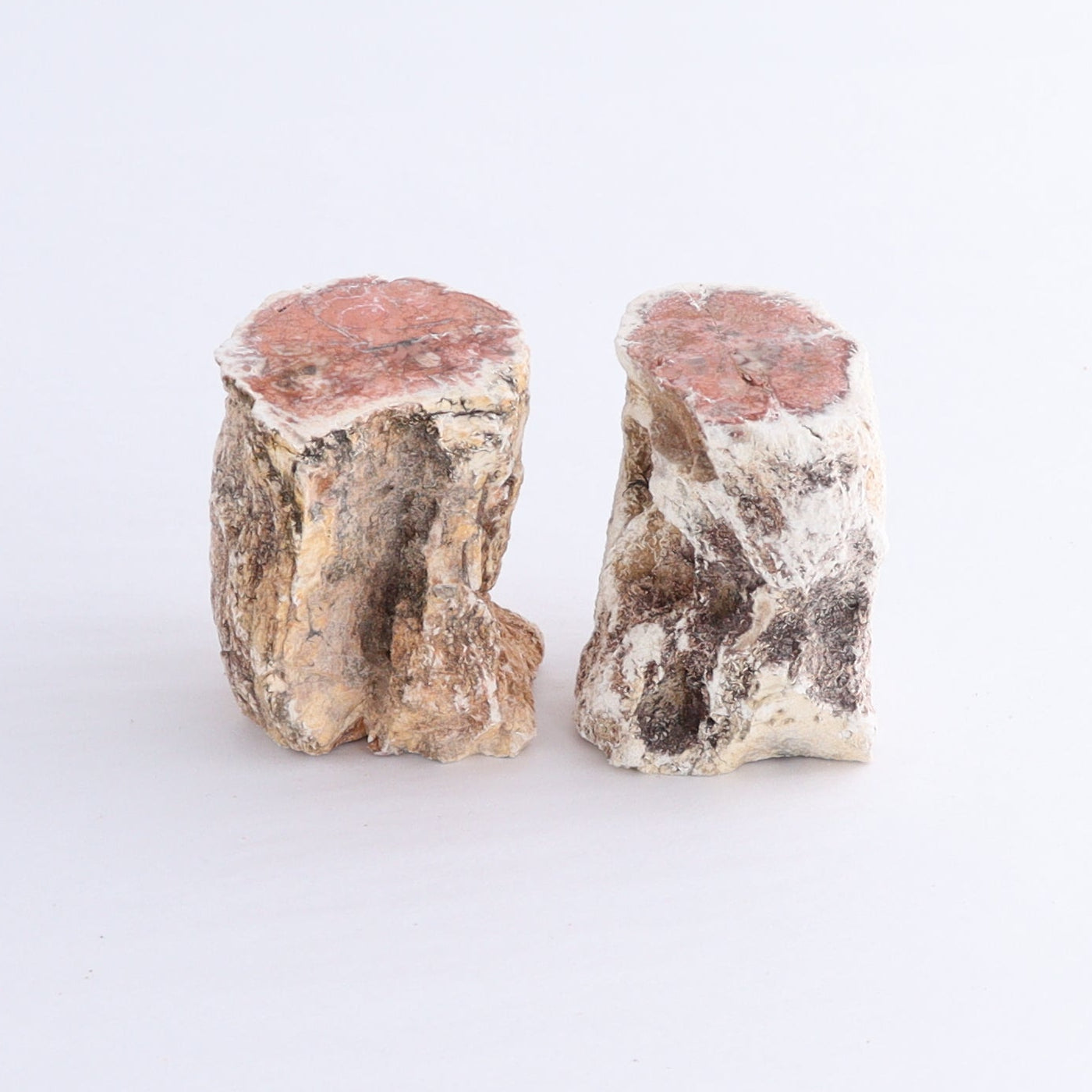 Petrified Wood Cut Bases Set of 10 - Expert Wholesale and Supplier of Wholesale Crystals & Bulk Gemstones, ["Cut Base","Petrified Wood"]